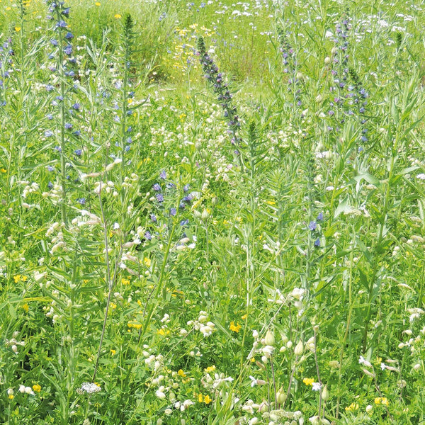 Butterfly Mix Seeds