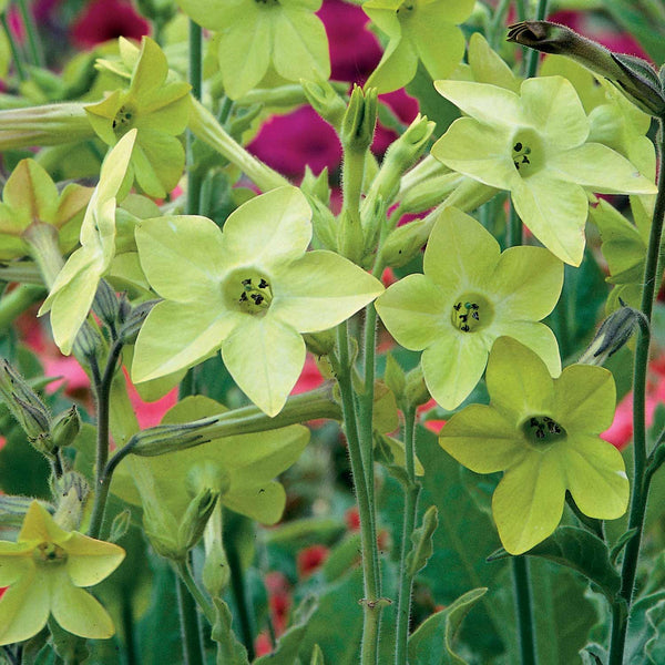 Nicotiana Seeds 'Lime Green'