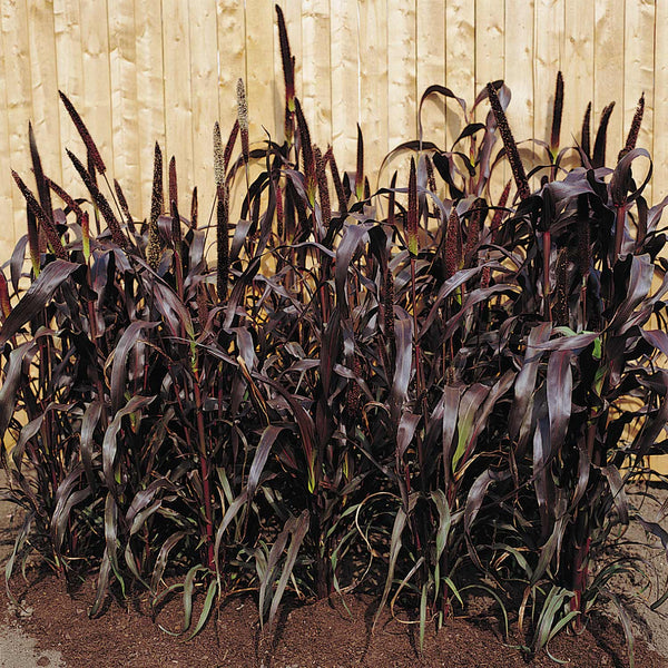 Millet Seeds 'Purple Majesty' F1