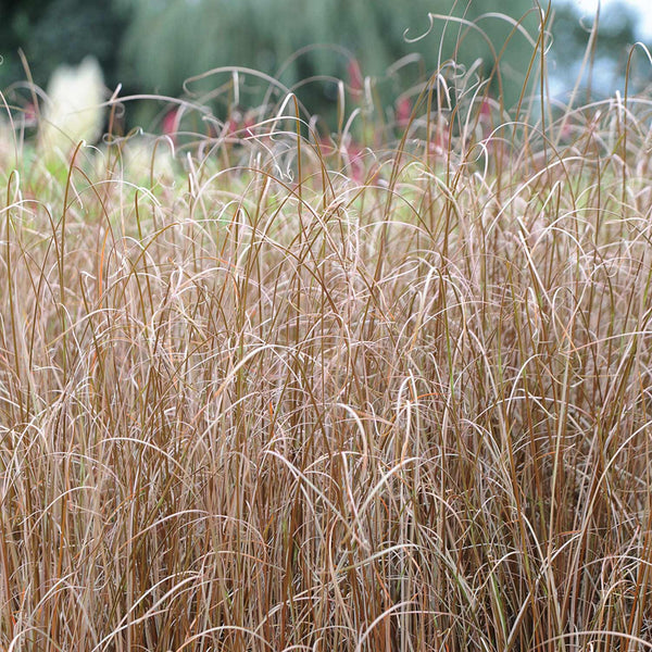 Carex Seeds 'Firefox'