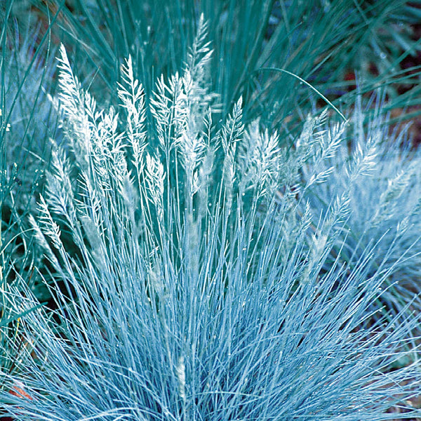 Festuca Seeds 'Blue Select'