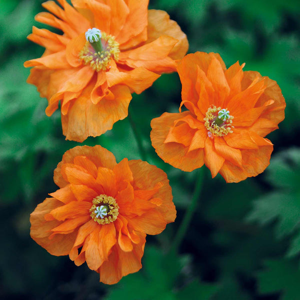 Papaver Ruprifragum Seeds 'Orange Feathers'