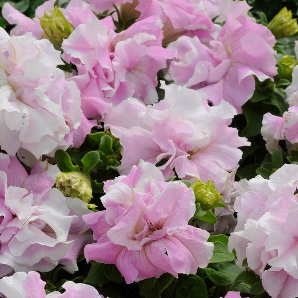 Petunia Seeds 'Double Pirouette Orchid Mist'