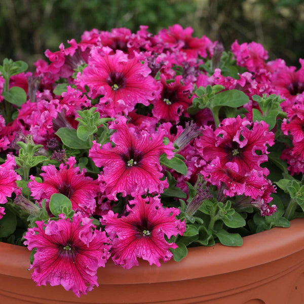 Petunia Seeds 'Espresso Frappe Rose'