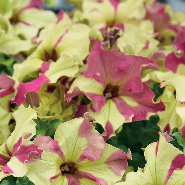 Petunia Seeds 'Sophistica Lime Bicolour'