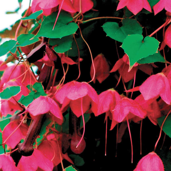 Rhodochiton Seeds 'Rhodos'