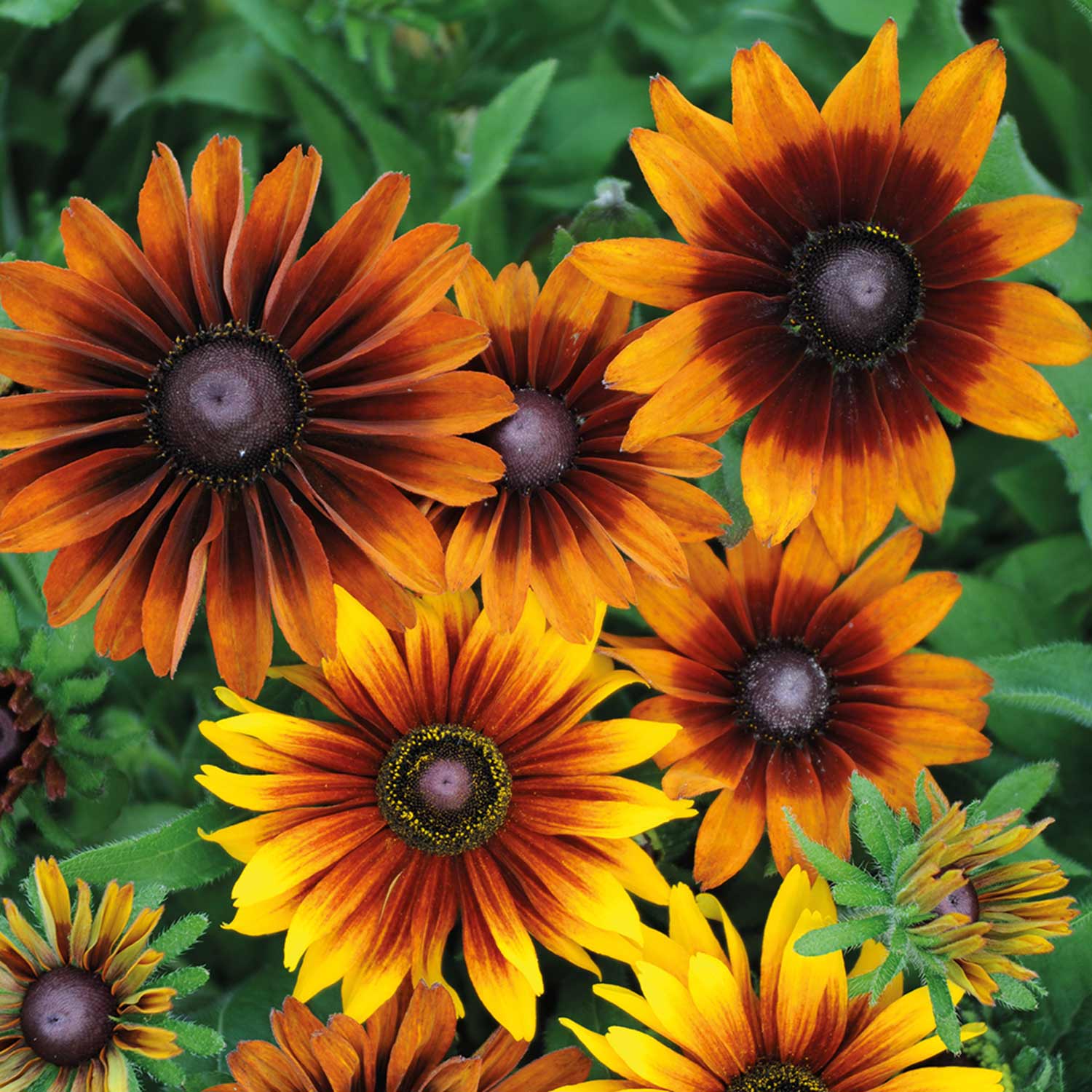 Rudbeckia Seeds 'Autumn Colours' | Marshalls Garden