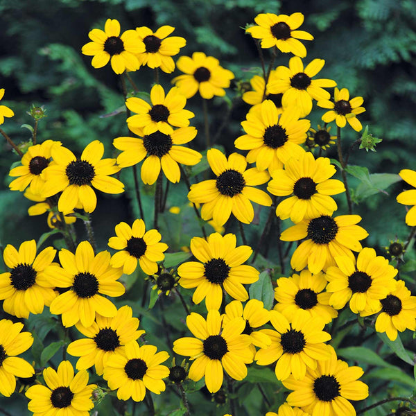 Rudbeckia Seeds 'Blackjack Gold'