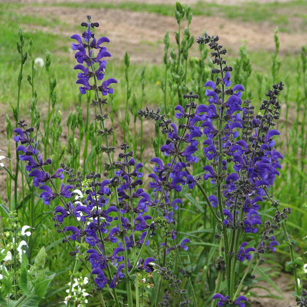 Salvia Pratensis Seeds 'Meadow Clary'