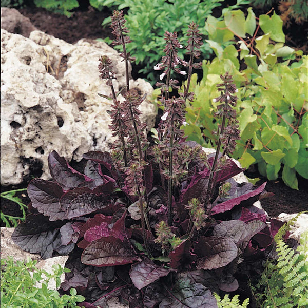 Salvia Seeds 'Purple Volcano'