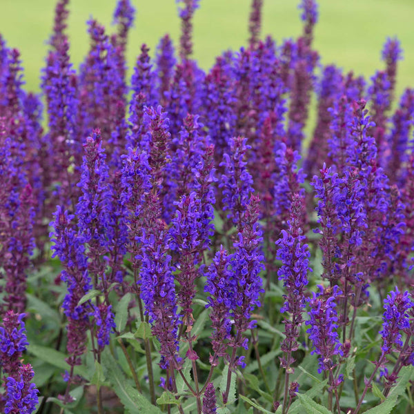 Salvia Seeds 'Salvatore Blue'