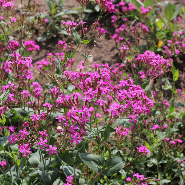 Silene Seeds 'Armeria Rubra'