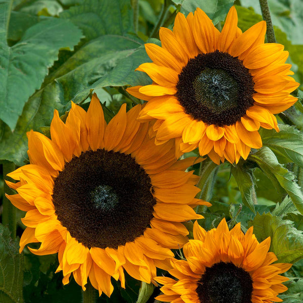 Sunflower Seeds 'Copper Queen'