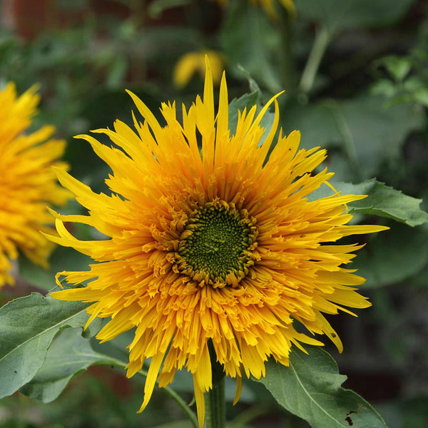 Sunflower Seeds 'Star Gold'