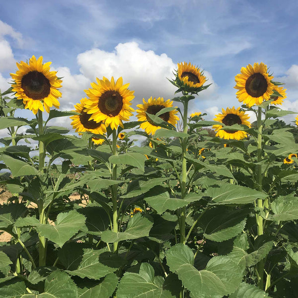 Sunflower 'Seeds Tall Timbers'