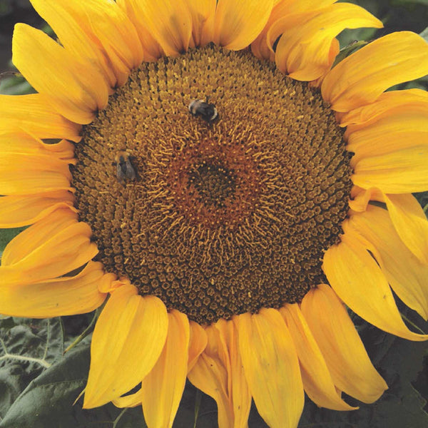 Sunflower Seeds 'Yellow Pygmy'