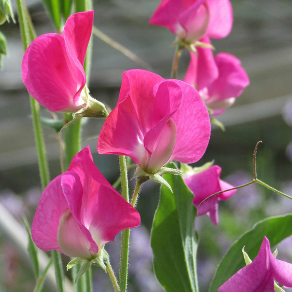 Sweet Pea Seeds 'Annie B. Gilroy'