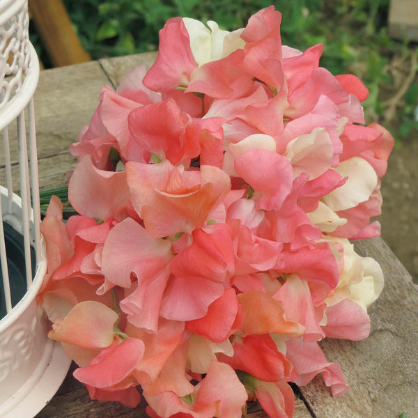 Sweet Pea Seeds 'Blushing Bride'