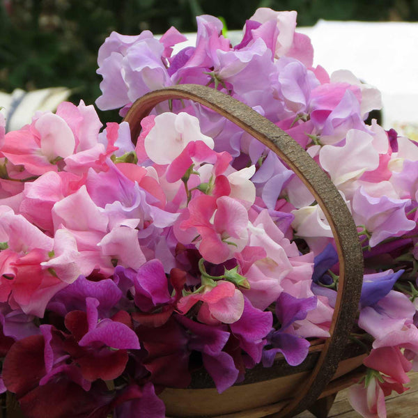 Sweet Pea Seeds 'Bubblegum Mix'