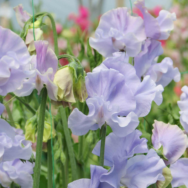 Sweet Pea Seeds 'Charlie's Angel'