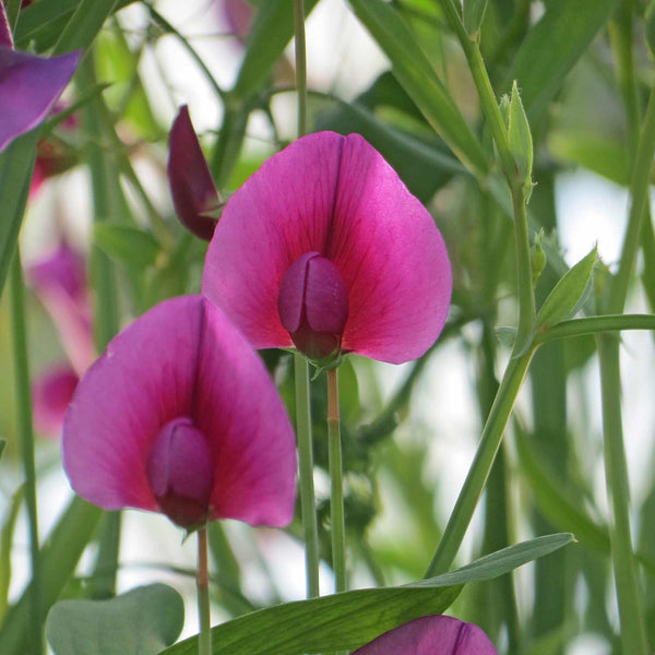 Lathyrus Seeds 'Tingitanus Royal Purple'