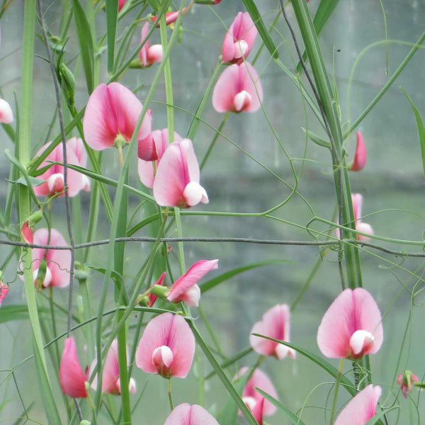 Lathyrus Seeds' Tingitanus Roseus Pink'