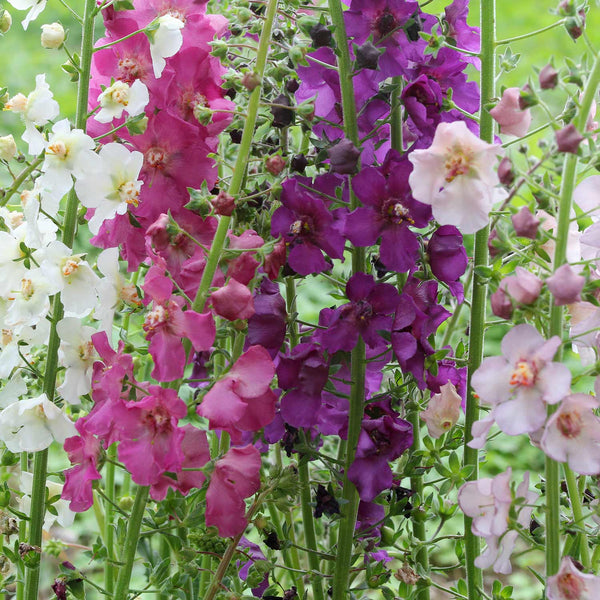 Verbascum Seeds 'Phoenicium Quattro'