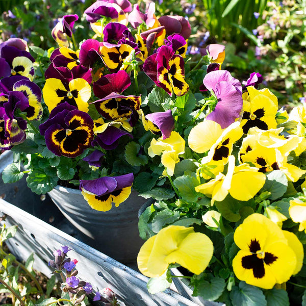 Viola Seeds 'Viola Delta Endurio Purple/Yellow Wing'