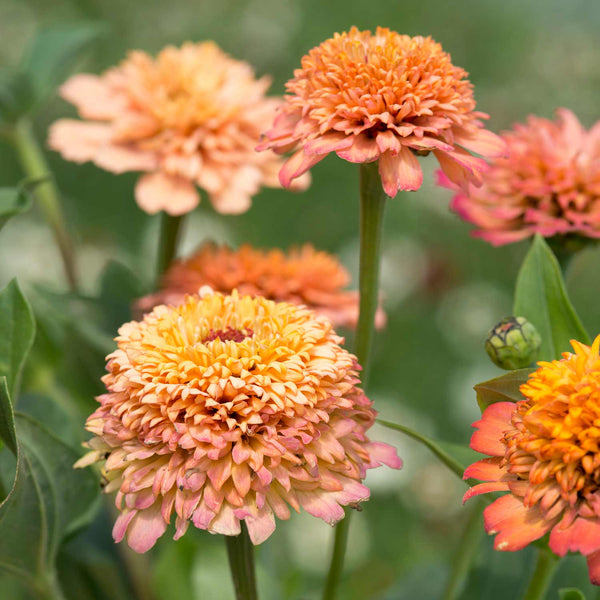 Zinnia Seeds 'CrestoPeachy Pink'