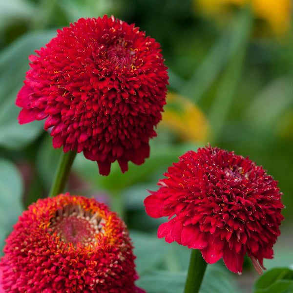 Zinnia Seeds 'Cresto Red'