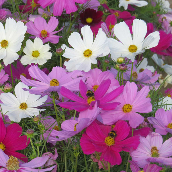 Cosmos Seeds 'Vega Mix'