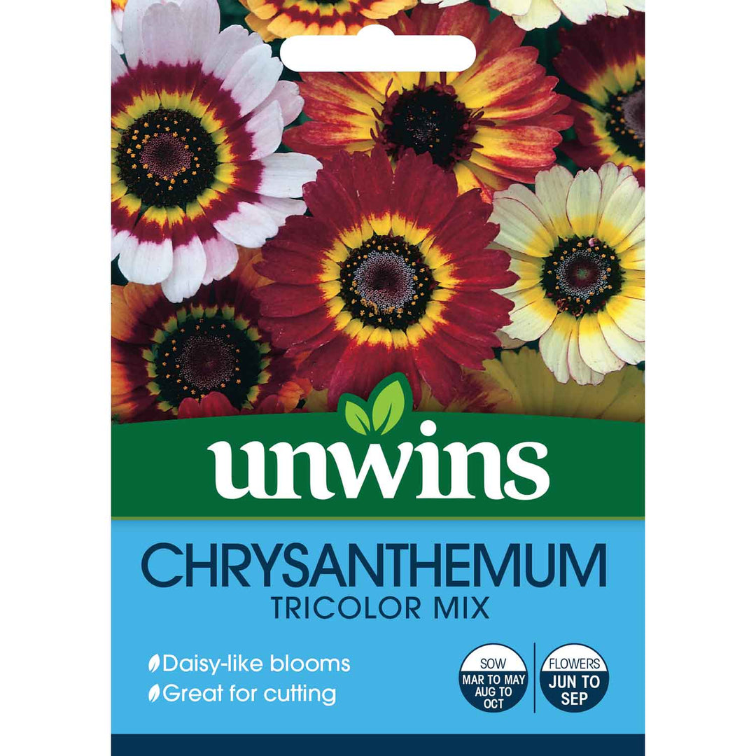 Chrysanthemum Seeds 'Tricolor Mix' Buy Chrysanthemum Seeds Online