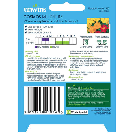 Cosmos Seeds 'Millennium'