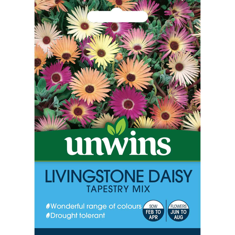 planting livingstone daisy seeds Livingstone Daisy Seeds 'Tapestry Mix'
