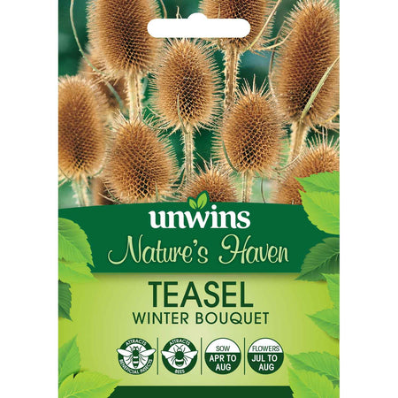 Teasel Seeds 'Winter Bouquet'