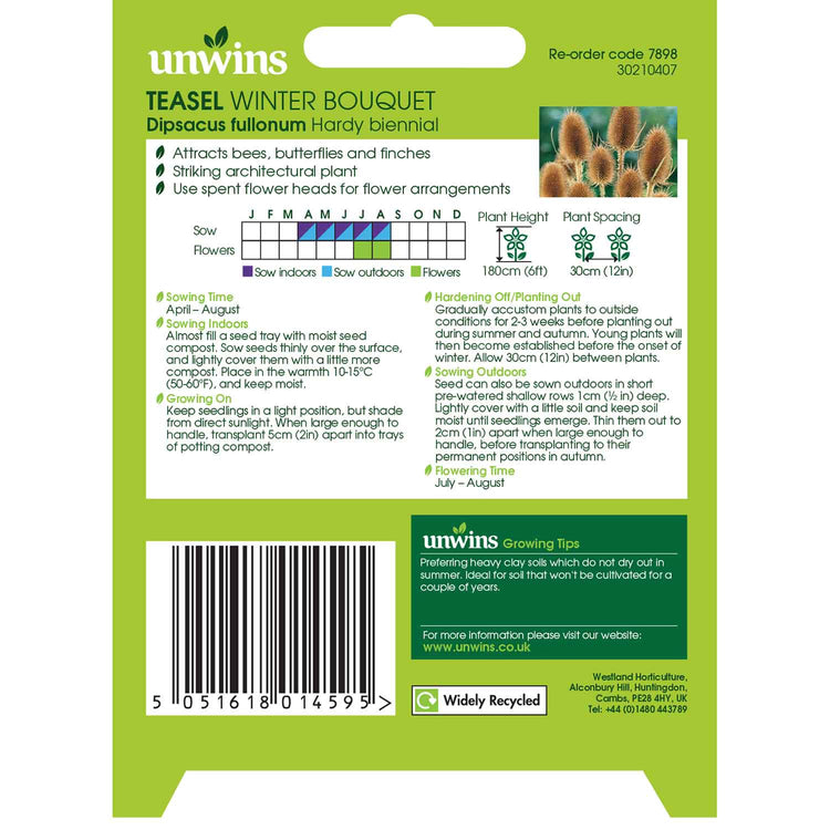 Teasel Seeds 'Winter Bouquet'