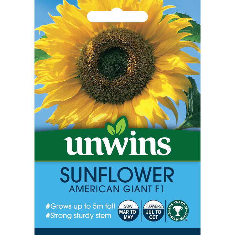 bulk giant sunflower seeds for planting Sunflower Seeds 'American Giant F1'