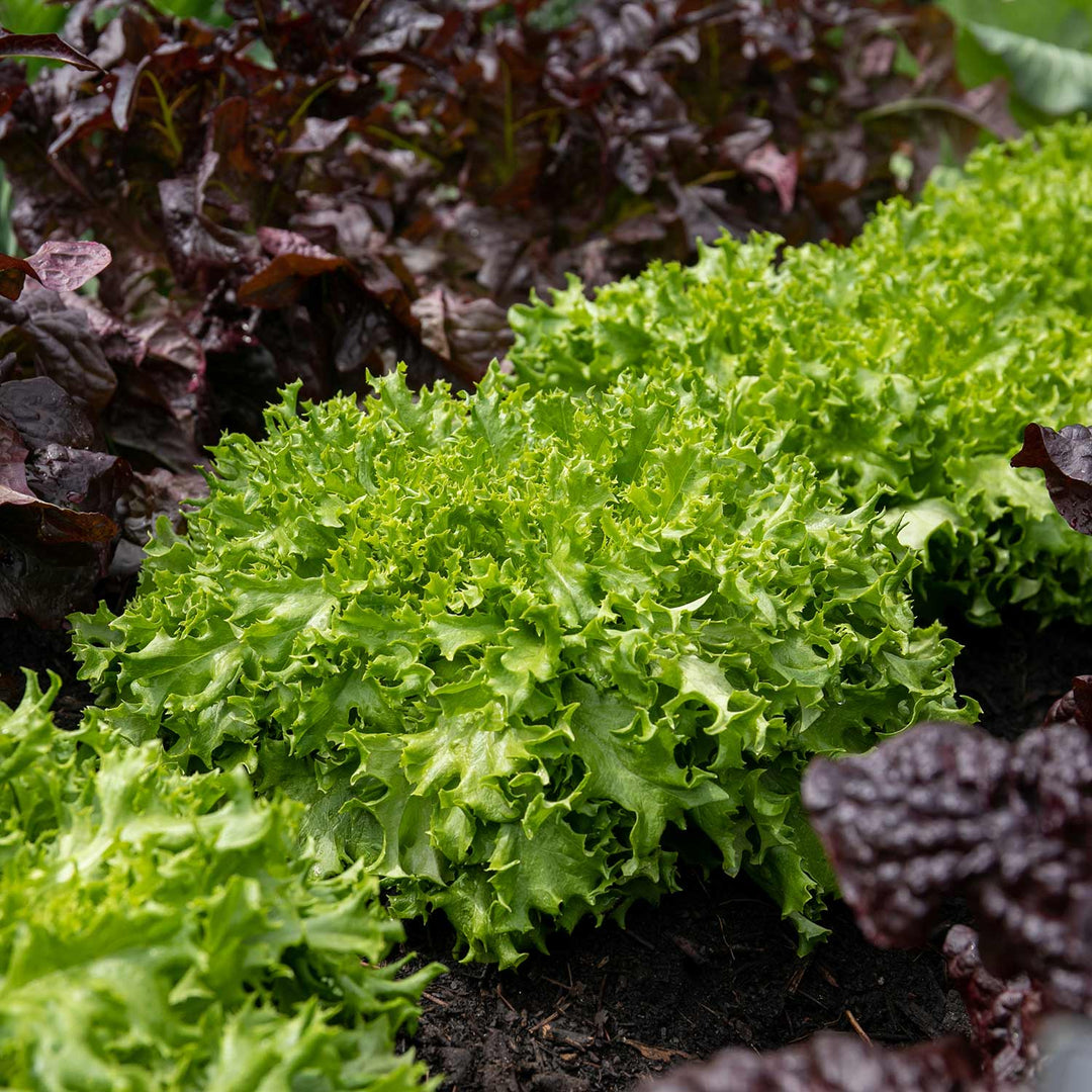 Lettuce Seeds 'Endive Can Can' Buy Lettuce Seeds Online Lettuce