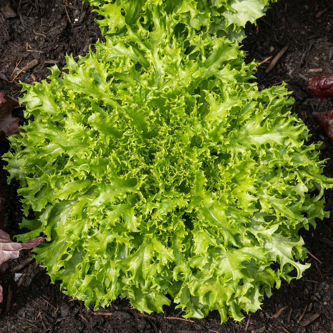Lettuce Seeds 'Endive Can Can' Buy Lettuce Seeds Online Lettuce
