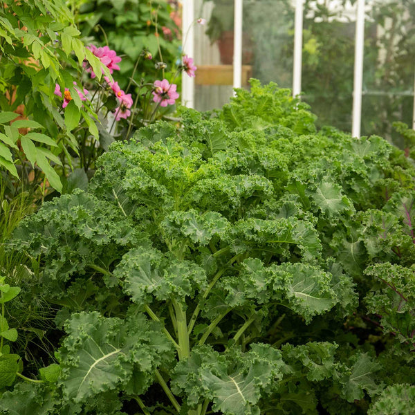 Kale Seeds 'Afro'