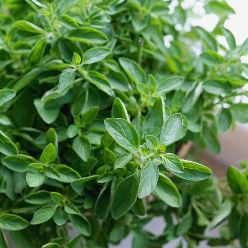 Oregano Seeds 'Greek'