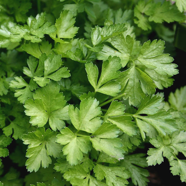 Parsley Seeds 'Italian Plain Leaved'