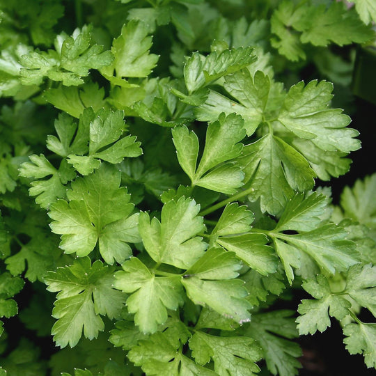 Parsley Seeds 'Italian Plain Leaved' Buy Parsley Seeds Online