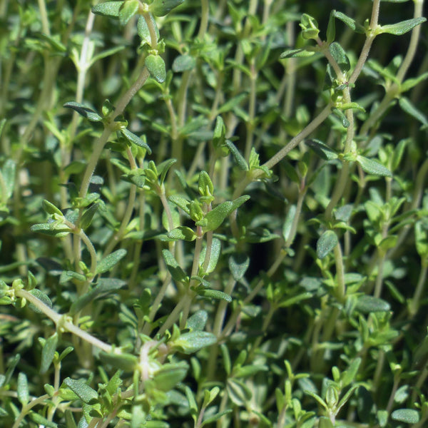 Thyme Seeds