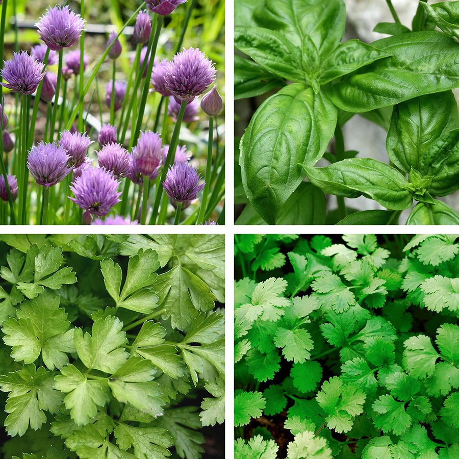 Herb Seeds Collection Buy Herb Seeds Online Herb Seeds for Sale Marshalls Garden