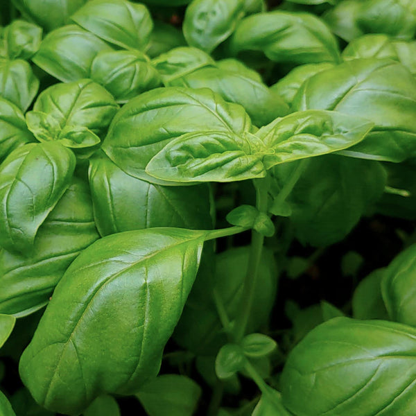 Basil Seeds 'Sweet Green'