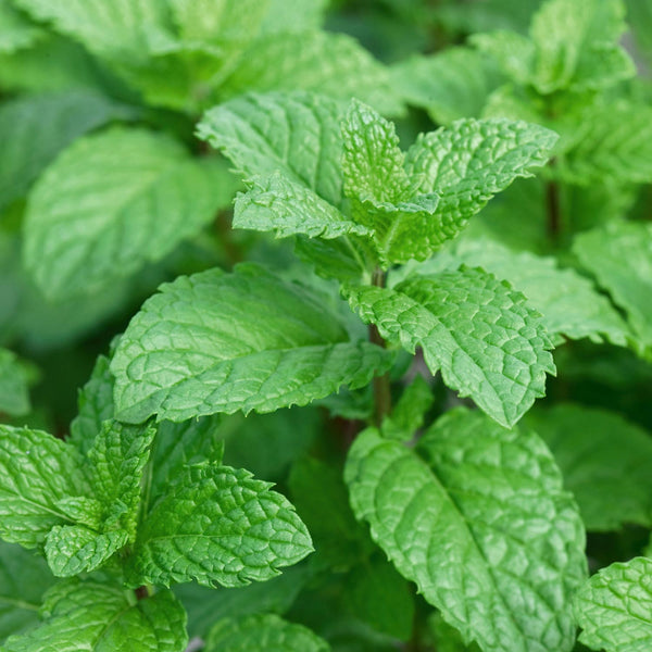 Garden Mint Seeds