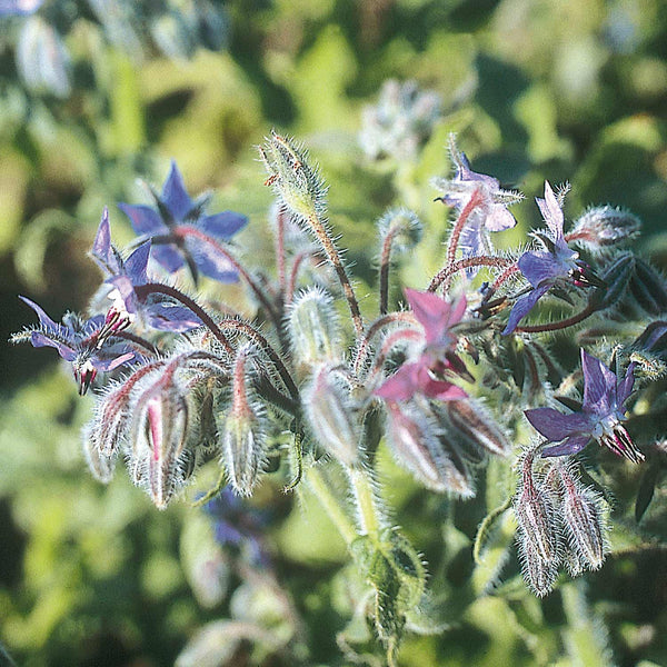 Borage Seeds 'Blue Organic'