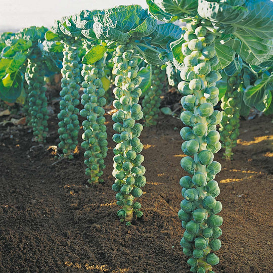 Brussels Sprout 'Igor' F1 Organic - Seeds – Marshalls Garden