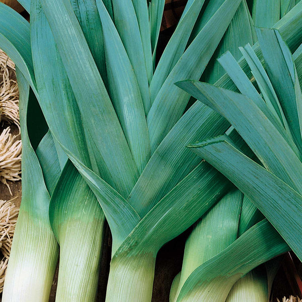 Leek Seeds Organic 'Caraten 2'